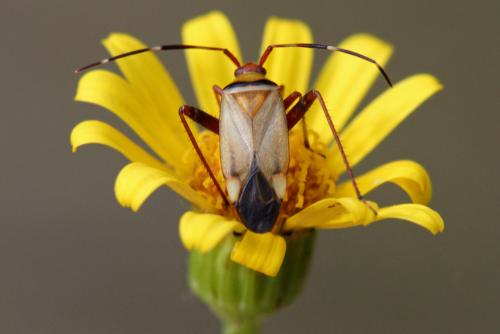 Réf. 55 301 : Adelphocoris vandalicus