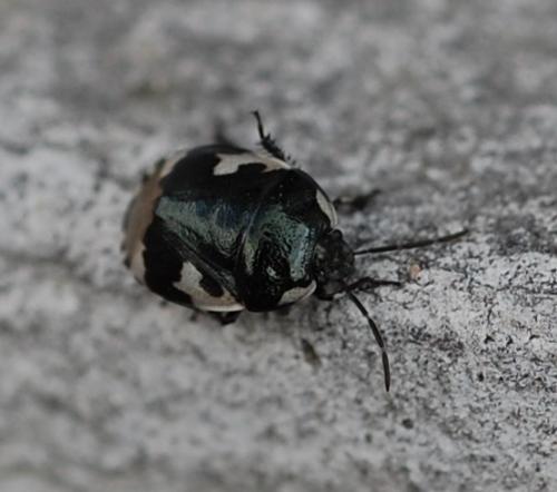 Réf. 55 209 : Tritomegas bicolor