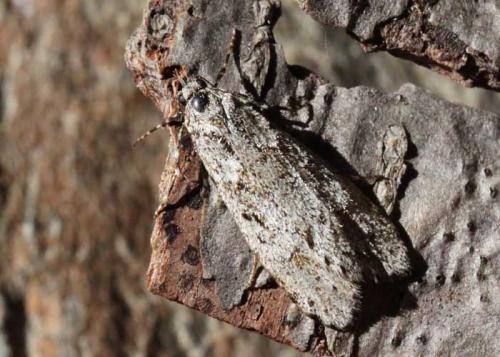 Diurnea fagella