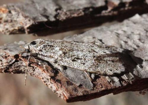 Diurnea fagella