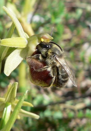 Réf. 55 547 : Colletes cunicularius