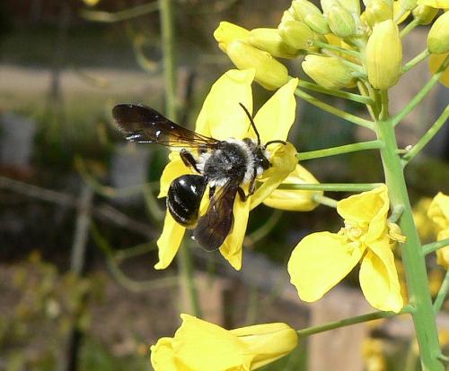 Andrena agilissima