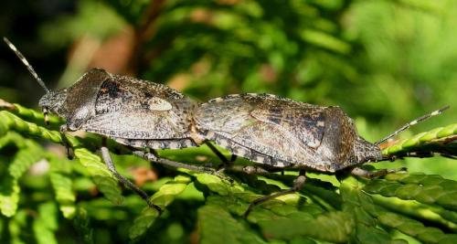 Rhaphigaster nebulosa