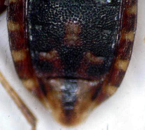 Réf. 55 577 : Rhopalus conspersus