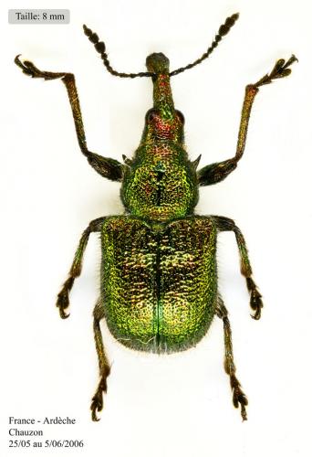 Réf. 55 977 : Rhynchites auratus