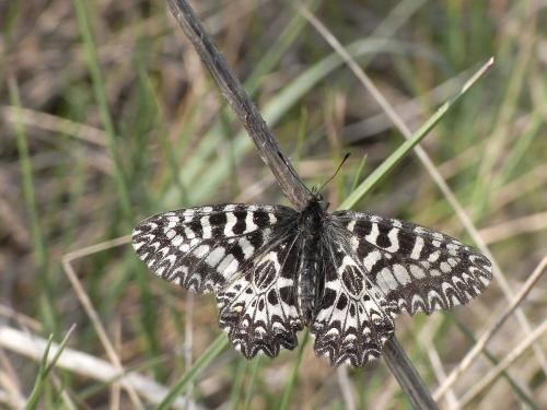 Zerynthia polyxena