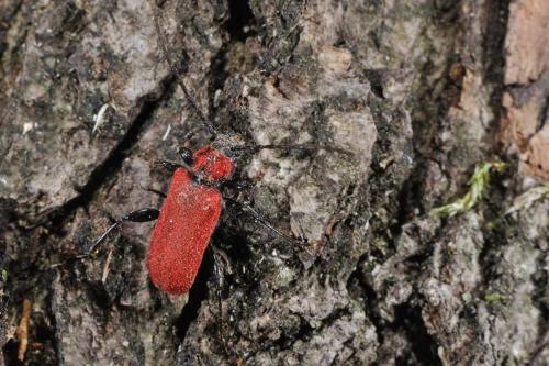 Pyrrhidium sanguineum