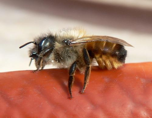 Réf. 55 511 : Osmia bicornis