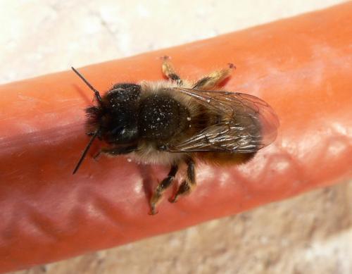 Réf. 55 512 : Osmia bicornis
