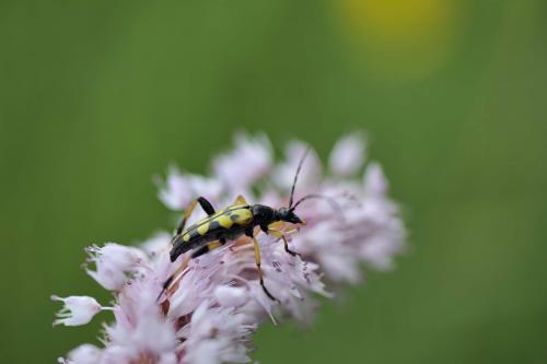 Rutpela maculata