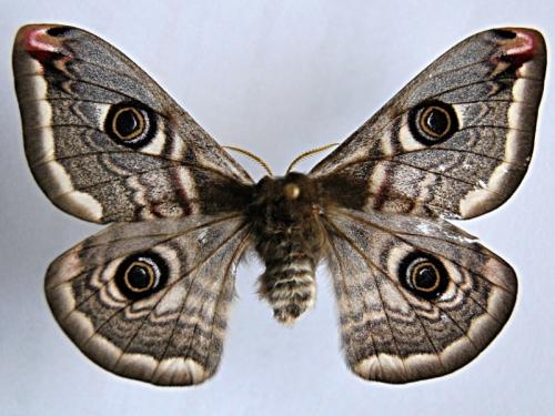 Réf. 55 796 : Saturnia pavonia