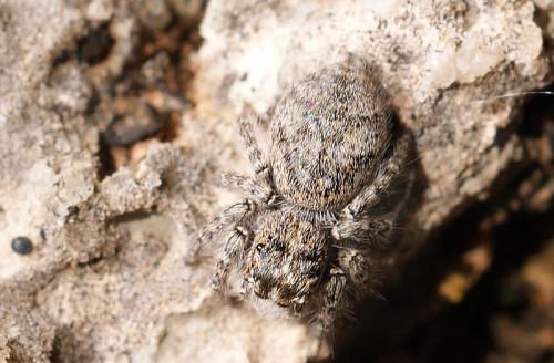 Réf. 55 846 : Philaeus chrysops