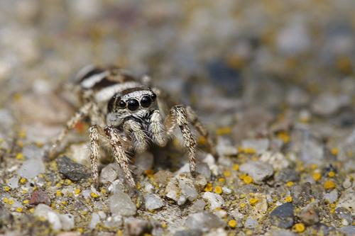 Réf. 55 996 : Salticus scenicus