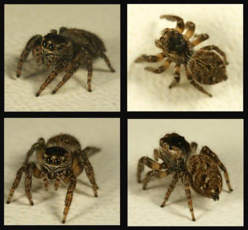 Evarcha arcuata
