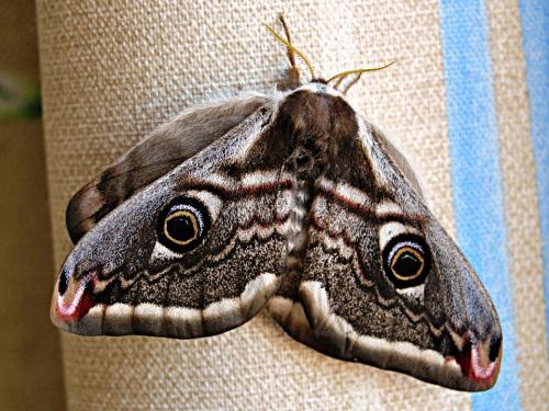 Réf. 55 385 : Saturnia pavonia
