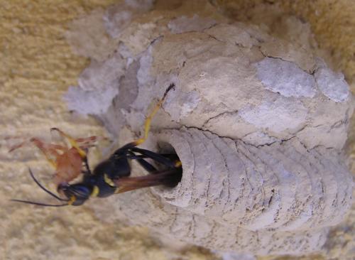 Sceliphron caementarium