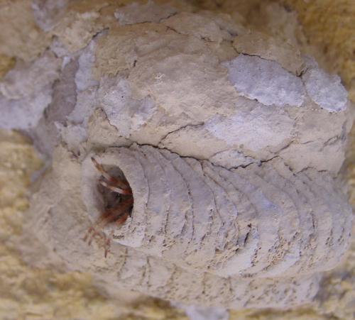 Sceliphron caementarium