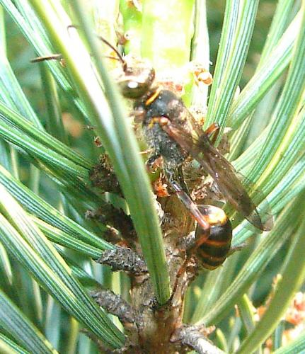 Réf. 55 914 : Sceliphron curvatum