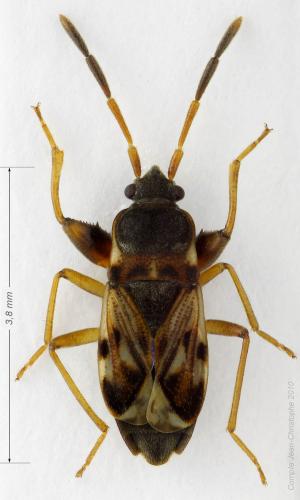 Scolopostethus affinis