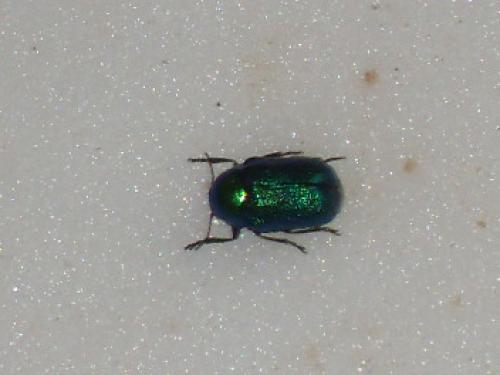 Cryptocephalus sp.