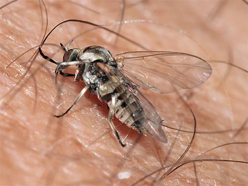 Réf. 55 272 : Simulium sp.