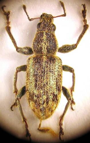 Andrion regensteinense