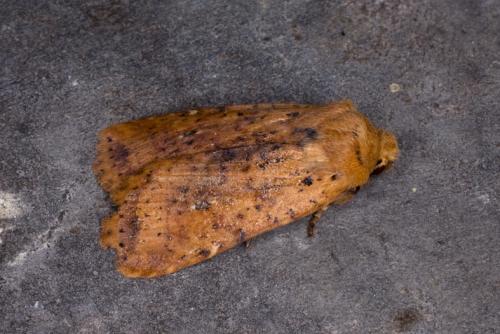 Réf. 55 083 : Conistra rubiginea