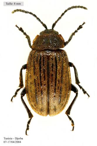 Réf. 55 937 : Galeruca interrupta