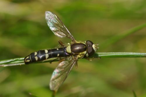Réf. 55 850 : Sphaerophoria scripta