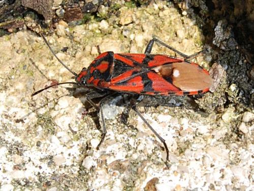 Réf. 55 617 : Spilostethus pandurus