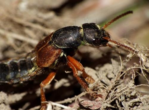 Réf. 55 274 : Staphylinus caesareus