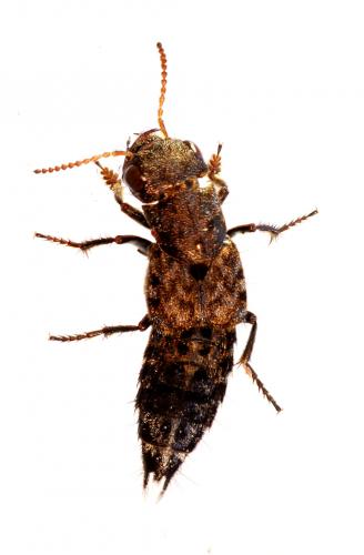 Réf. 55 940 : Ontholestes tessellatus