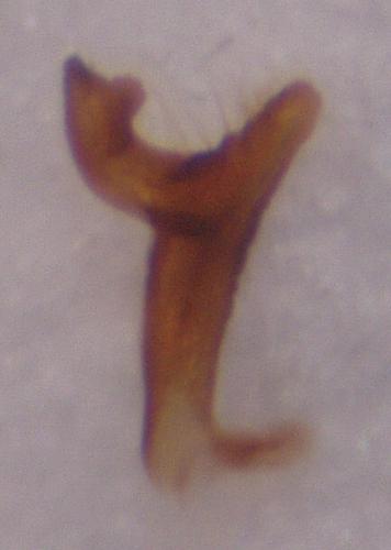 Réf. 55 964 : Adomerus maculipes
