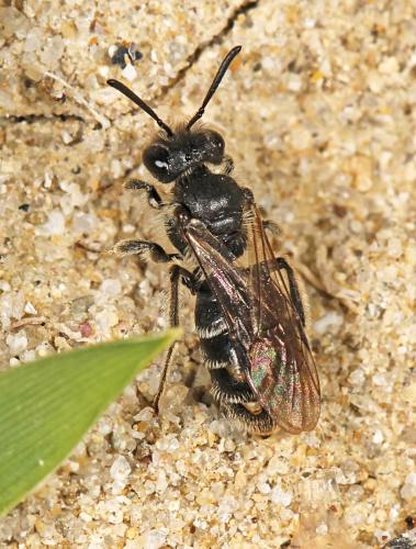 Andrena sp.