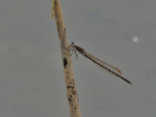Réf. 55 073 : Sympecma fusca
