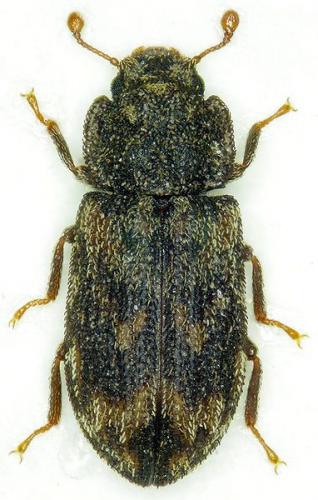 Réf. 55 851 : Synchita variegata