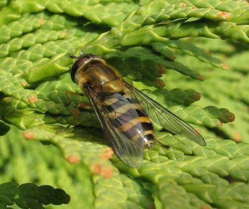 Réf. 55 952 : Syrphus torvus