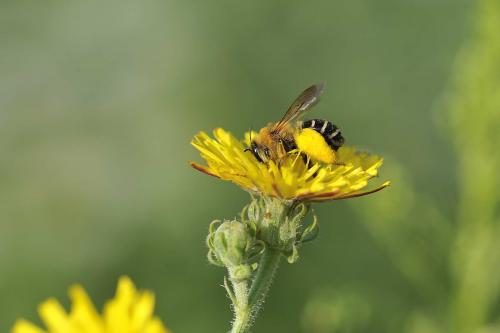 Dasypoda hirtipes