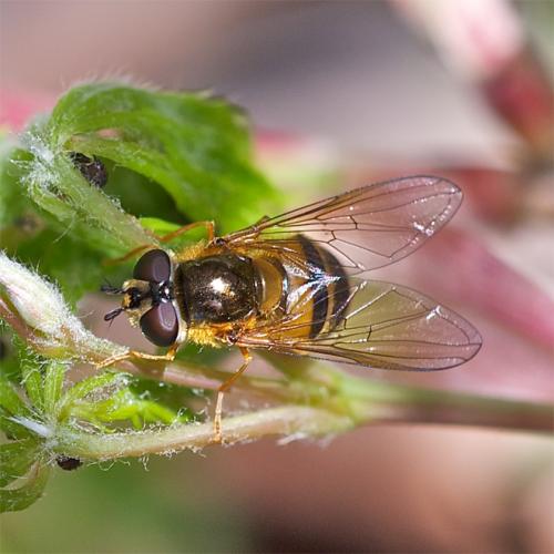 Réf. 55 600 : Epistrophe eligans