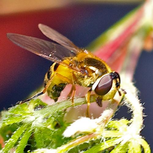 Epistrophe eligans