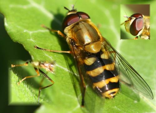Syrphus sp.