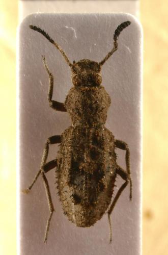 Ossiporis sp.
