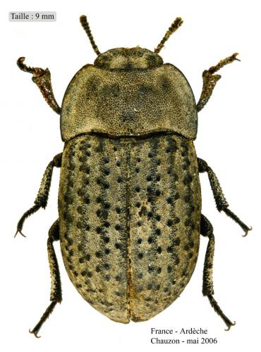 Opatrum sabulosum