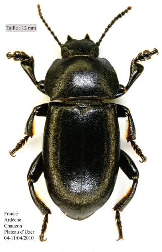 Réf. 55 870 : Phylan abbreviatus