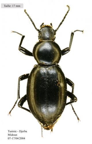Tentyria latreillei