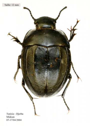 Erodius sp.