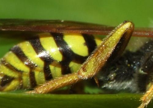 Nomada sp.