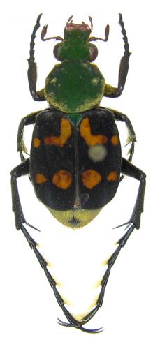 Réf. 55 222 : Epitrichius bowringi