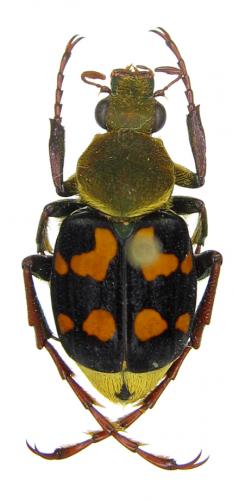 Epitrichius cupreipes