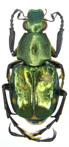 Epitrichius elegans